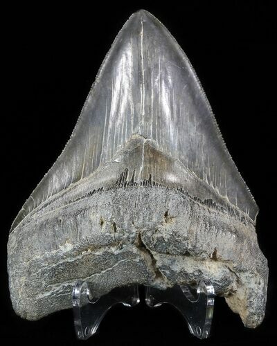 Serrated, Fossil Megalodon Tooth - South Carolina #51130
